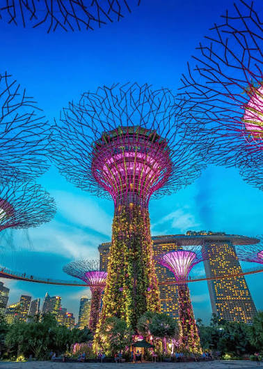 Illuminated Supertrees at Gardens by the Bay with Marina Bay Sands behind