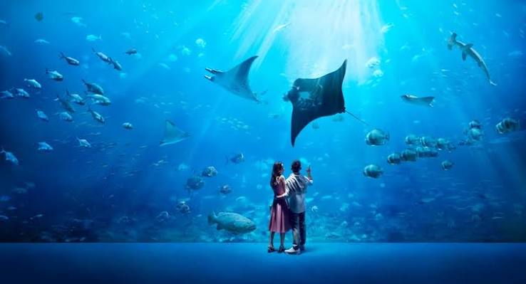 Visitors watching manta rays and sharks in the S.E.A. Aquarium’s vast ocean tank